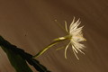 epiphyllum pumilum phasen 2315