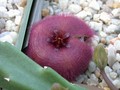 stapelia obducta1
