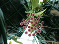 hoya sp molukken haruku 3759 02