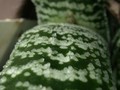 gasteria disticha 2301