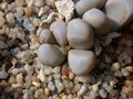 lithops olivacea 04