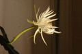 epiphyllum pumilum phasen 2291