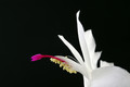 schlumbergera salvador brasil 006