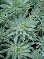 dudleya greenii