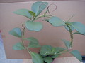 hoya kerrii plant