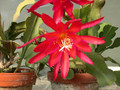 eh erfurter gartenschau 23 06
