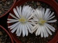 lithops julii fulleri1