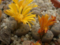 lithops dinteri frederici c180 02