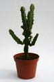 euphorbia cooperi 6821 sm