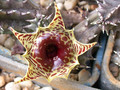 huernia zebrina zebrina 01