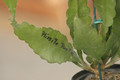 eh plissita paetz 1112 08