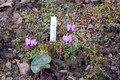 cyclamen coum cns