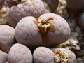 lithops salicola 03