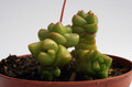 crassula marchandii 0201