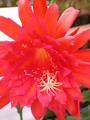 eh spring fling 9292 261
