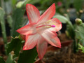 schlumbergera pasadena 10