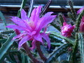 aporocactus fairy dancer 9665