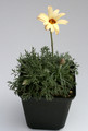 tanacetum sunshine peach 7845