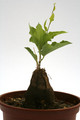 dioscorea hemicrypta 0477