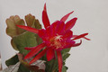 eh erfurter gartenschau 23 15