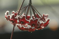 hoya pubicalyx red button 06