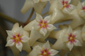 hoya nicholsonia 8831 11