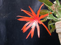 eh tiny flame 9465 05