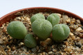 conophytum uvaeforme pardivisum 2892