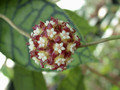 hoya meredithii borneo 3425 03