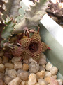 huernia stapelioides d1327 02