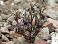 brachystelma tuberosum 0846