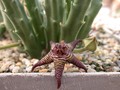 stapelia cedrimontana piketberg
