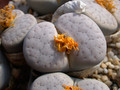 lithops pseudotruncatella riehmerae c97 03