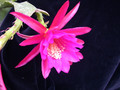eh madame de laet 7760 13