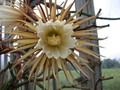 selenicereus grandiflorus 5474