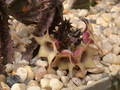 huernia quinta sheilam 02