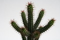 euphorbia baionensis 6820 sm