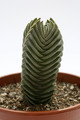 crassula buddhas temple 8314