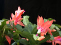 schlumbergera new chrismas 10