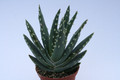 aloe longistyla 6681
