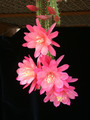 aporocactus klaerchen 06