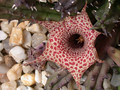 huernia hystrix 03