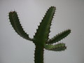 euphorbia cooperi 1371