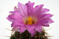 thelocactus bicolor vzd025 0247