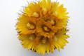 parodia sp b193 9742