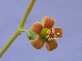 tylecodon paniculatum 2057
