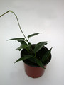 hoya macgillivrayi 3977