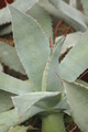 agave flexispina cnj 8704