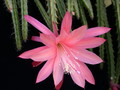 aporocactus shin 979383