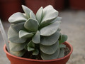 crassula morgans beauty 01